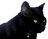 Real Black Cat