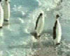 Mean Penguin...lol
