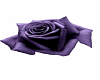Purple rose dance marker