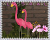 Secret Spring Flamingo