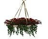 Hanging Pot Red Roses