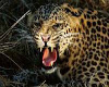 leopard  hammock