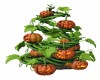 Halloween Pumpkin Plant