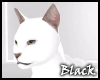 WHITE cat