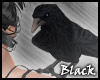 BLACK crow