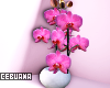 Orchid Vase Flower