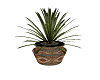 Native potted Plant 4