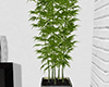 loft bamboo plant