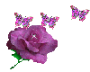 rose and butterflies