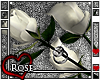{N} Three White Roses