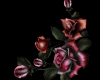 Gothic Roses R