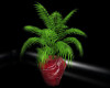 Red & Black Palm Plant