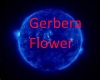 Gerbera Flower