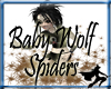 Baby Wolf Spiders