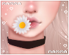 𝓶. my daisy!