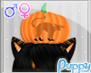 [Pup] Head Pumpkin (DRV)