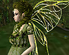 Forest Wings animated