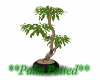 **Pinaster Palm Potted**