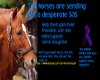 stop the horse killing
