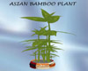 Asian Bamboo Plant
