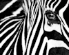 The Eye of a Zebra