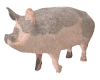 pig animated