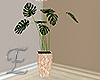 -E- Fancy Plant