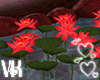 VK~Lotus Flowers