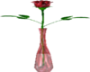 ROSE FOR YOU