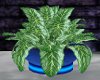 SinBlue Potted Plant