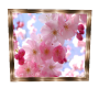 Framed Blossom Picture