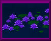 Water Lilies *violett*