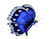 Blue Butterfly4