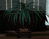 Dark Green Potted Plant