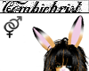 Chimera bunny ears