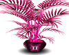 Pink Gemini Plant