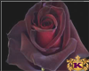 Rain Roses red purple