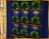 I~Wall Fern Plants