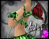 [A] Eve Red Rose