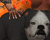 BullDog