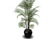 PLant Willow Leaf