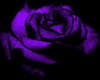 *Purple n Black Rose*