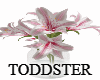 Star Gazer Lilies
