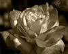 [TT]CreamDream rose pic