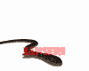 JNSR ANİMATED SNAKE