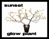 Sunset Glow Plant