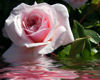 Pink Rose in Water