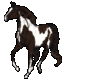 *Paint Horse*