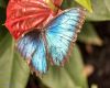 blue butterfly1