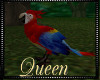 !Q Jungle Parrot Female